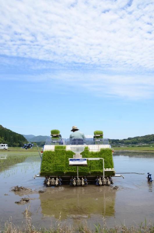 青空のもと、田植えをするトラクターを後ろから見た写真