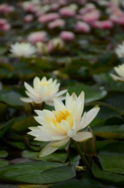水の上に咲いた白いスイレンの花の写真