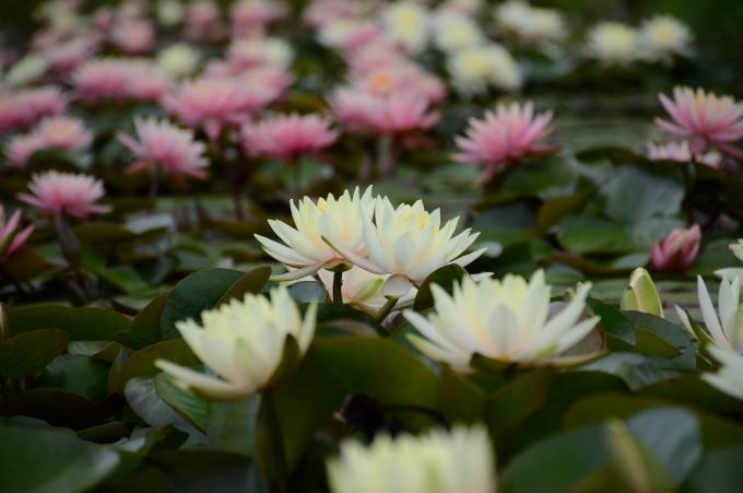 白いスイレンの花を近くで見た写真