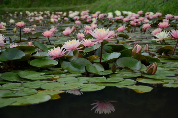 ピンクのスイレンの花が水の上にたくさん咲いている写真
