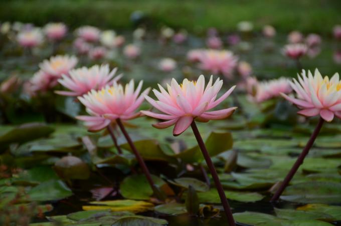 ピンクのスイレンの花を近くで見た写真