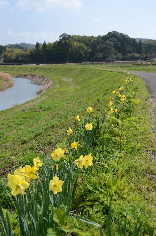 左にカーブしている川とその上の土手に咲く黄色いスイセンの写真
