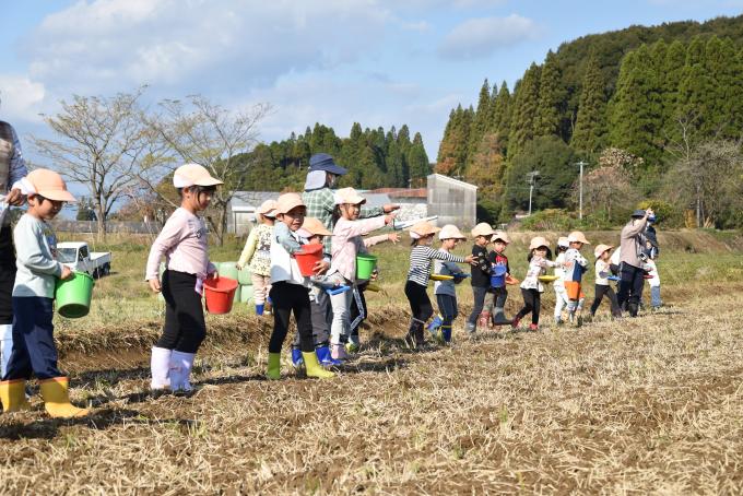 バケツを持って畑に並ぶ園児たちの写真