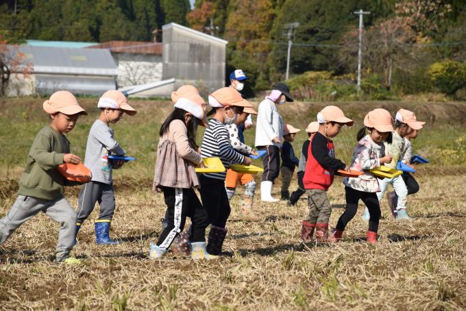 畑で並んで種を蒔きながら進む園児たちの写真