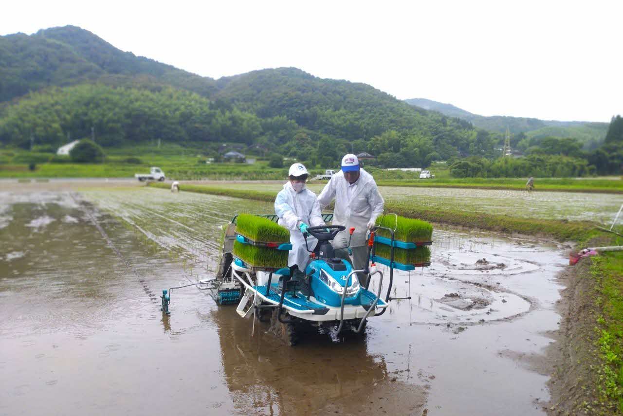 田植え体験