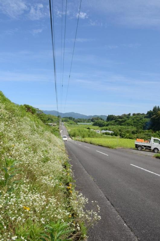 タバコ畑を真っ直ぐ伸びる道路と青空の写真