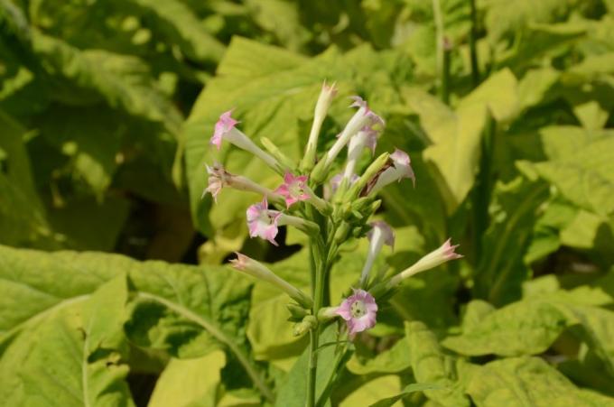 ピンクのタバコの花が咲いている写真