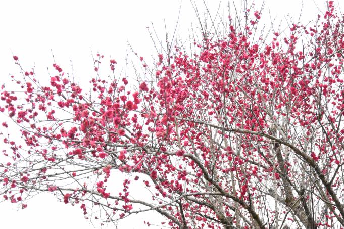 枝にたくさん咲いている赤い梅の花を少し離れて見た写真