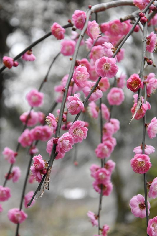 垂れた枝に咲いた赤い梅の花の写真
