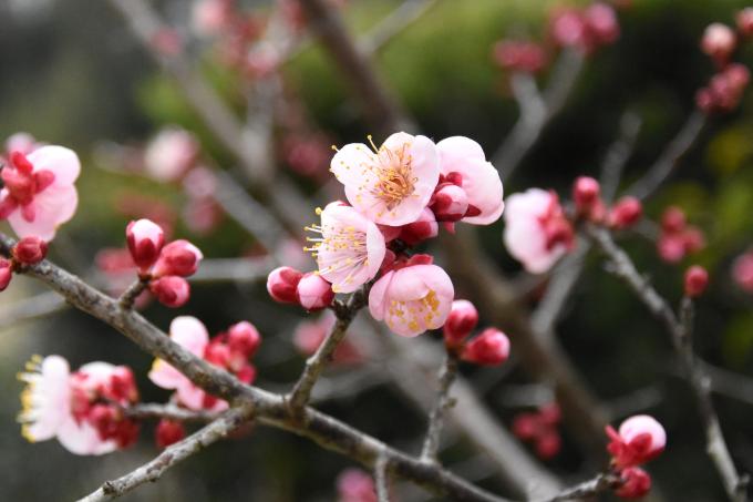 枝に咲いた赤い梅の花の拡大写真