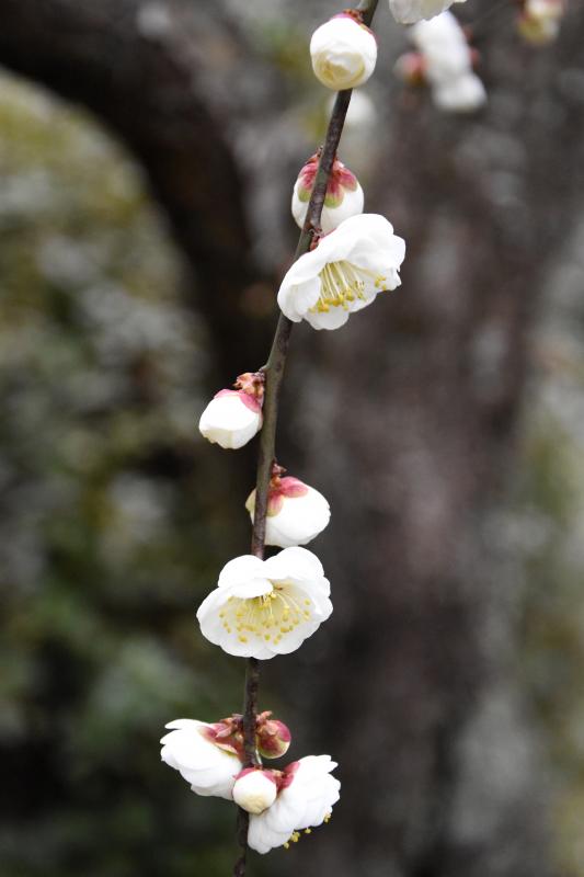 垂れた枝に白い梅の花が咲いている写真