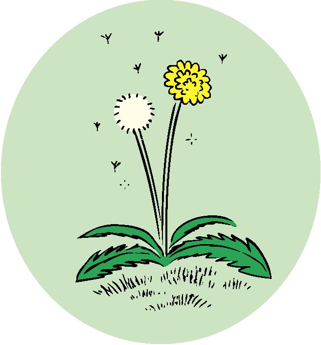 タンポポのイラスト