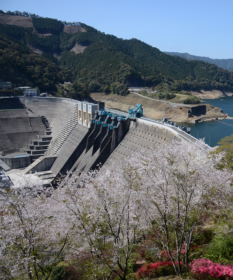 鶴田ダム公園桜