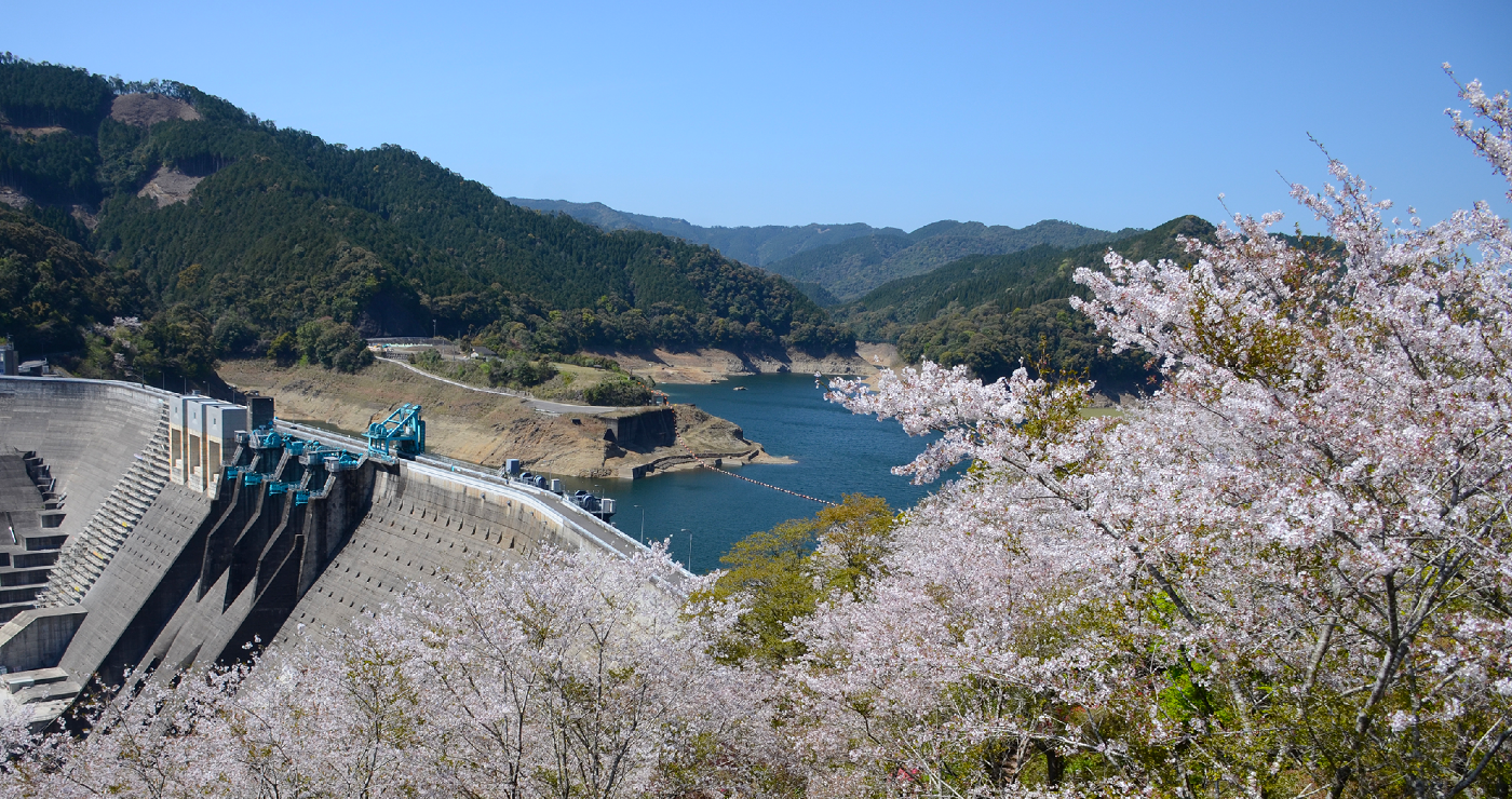鶴田ダム公園桜