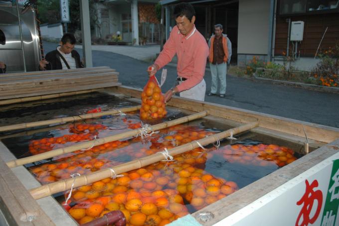 男性が柿専用の温泉の中へ柿袋を入れるところの様子を撮影した写真