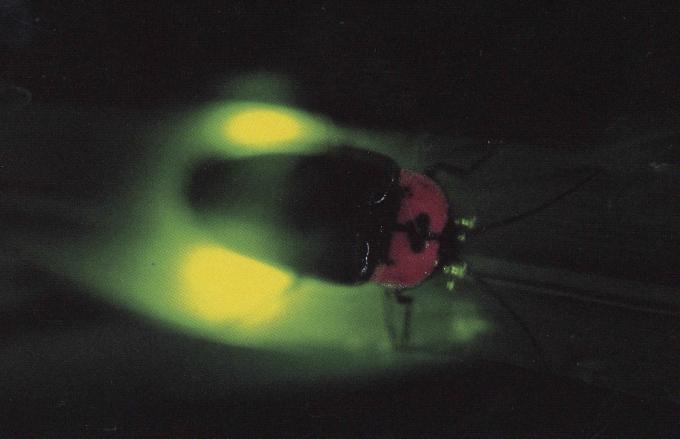 暗い中で光るホタルの写真