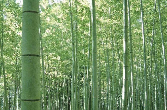 生い茂る孟宗竹の竹林の写真