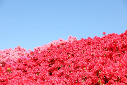 クルメツツジ赤20260408