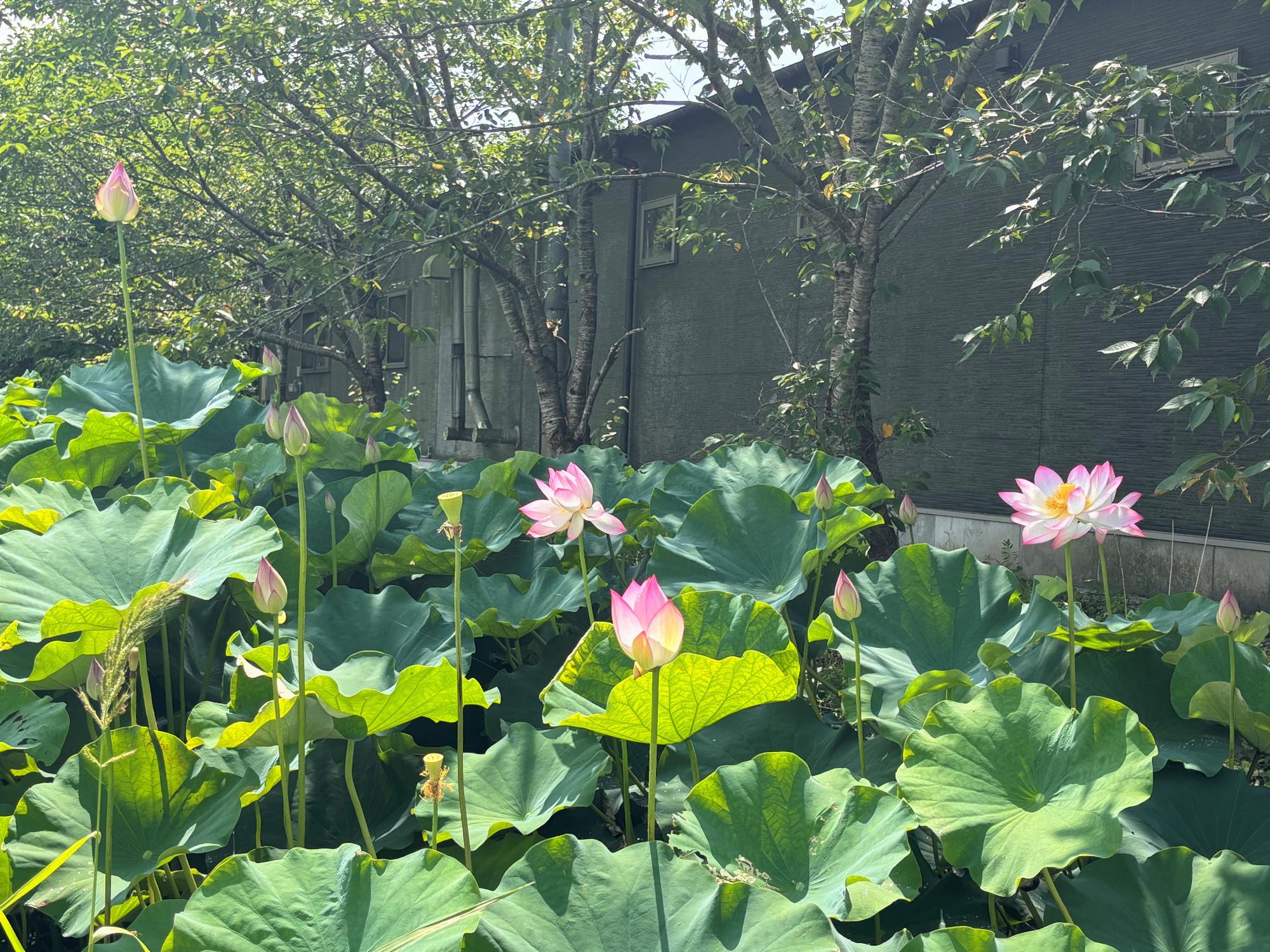 はす1_20260703