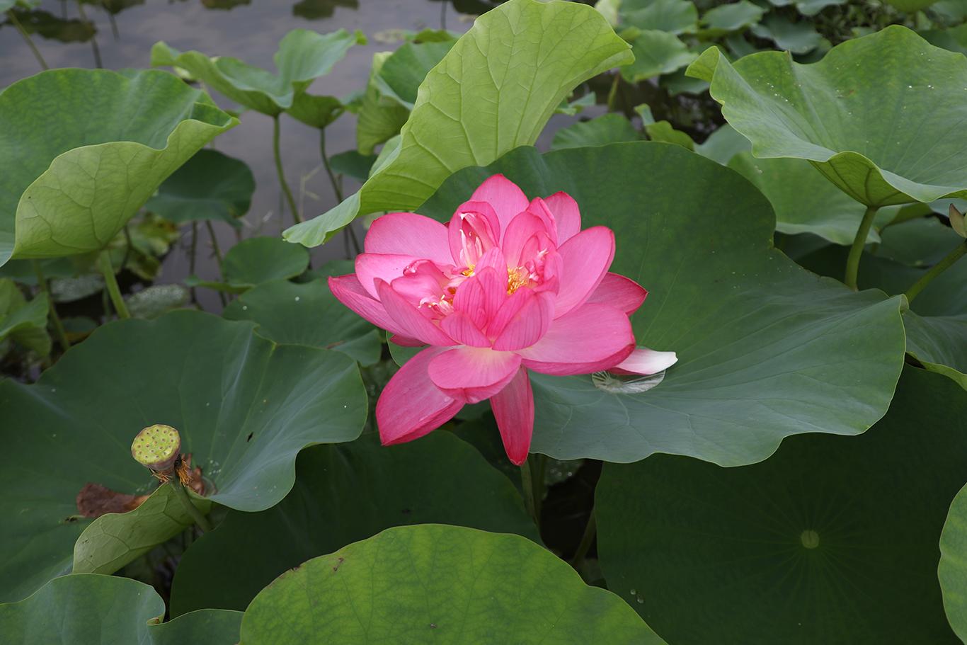 蓮