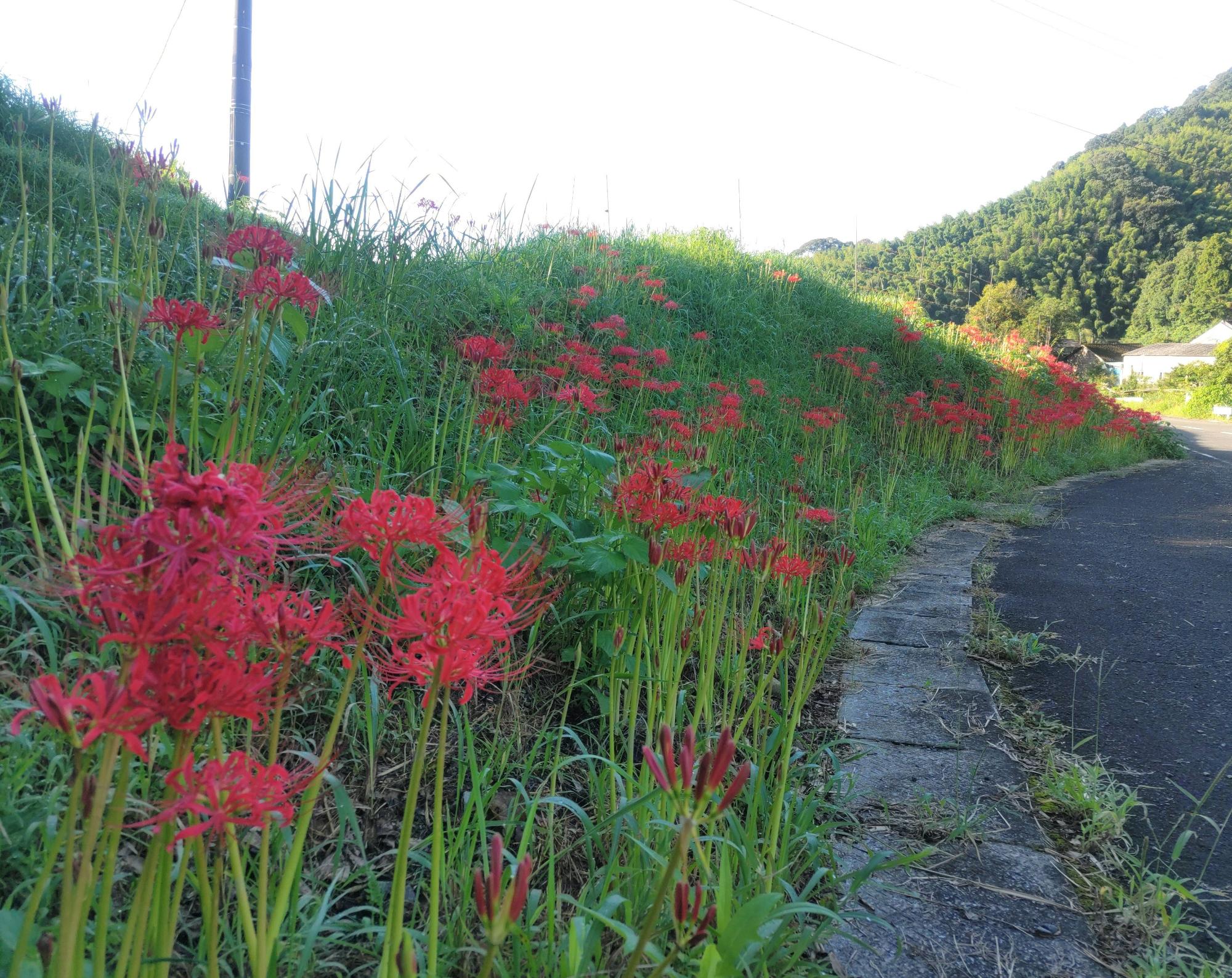 ひがん花20250919