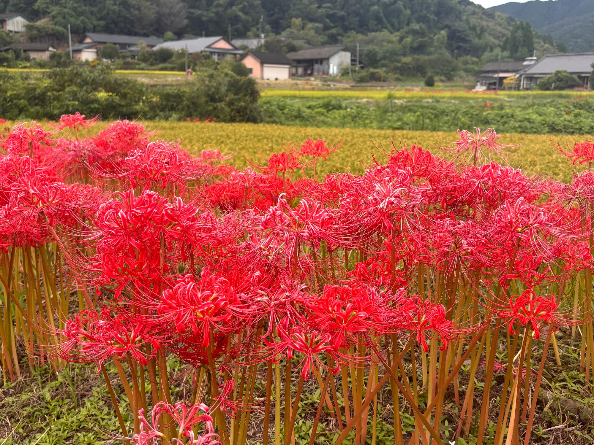 ひがん花202609