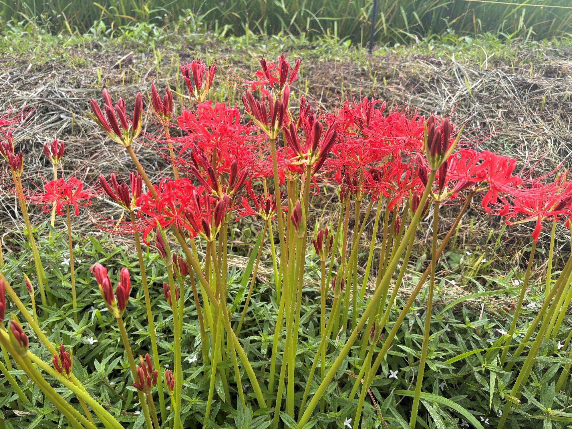 ひがん花20260911