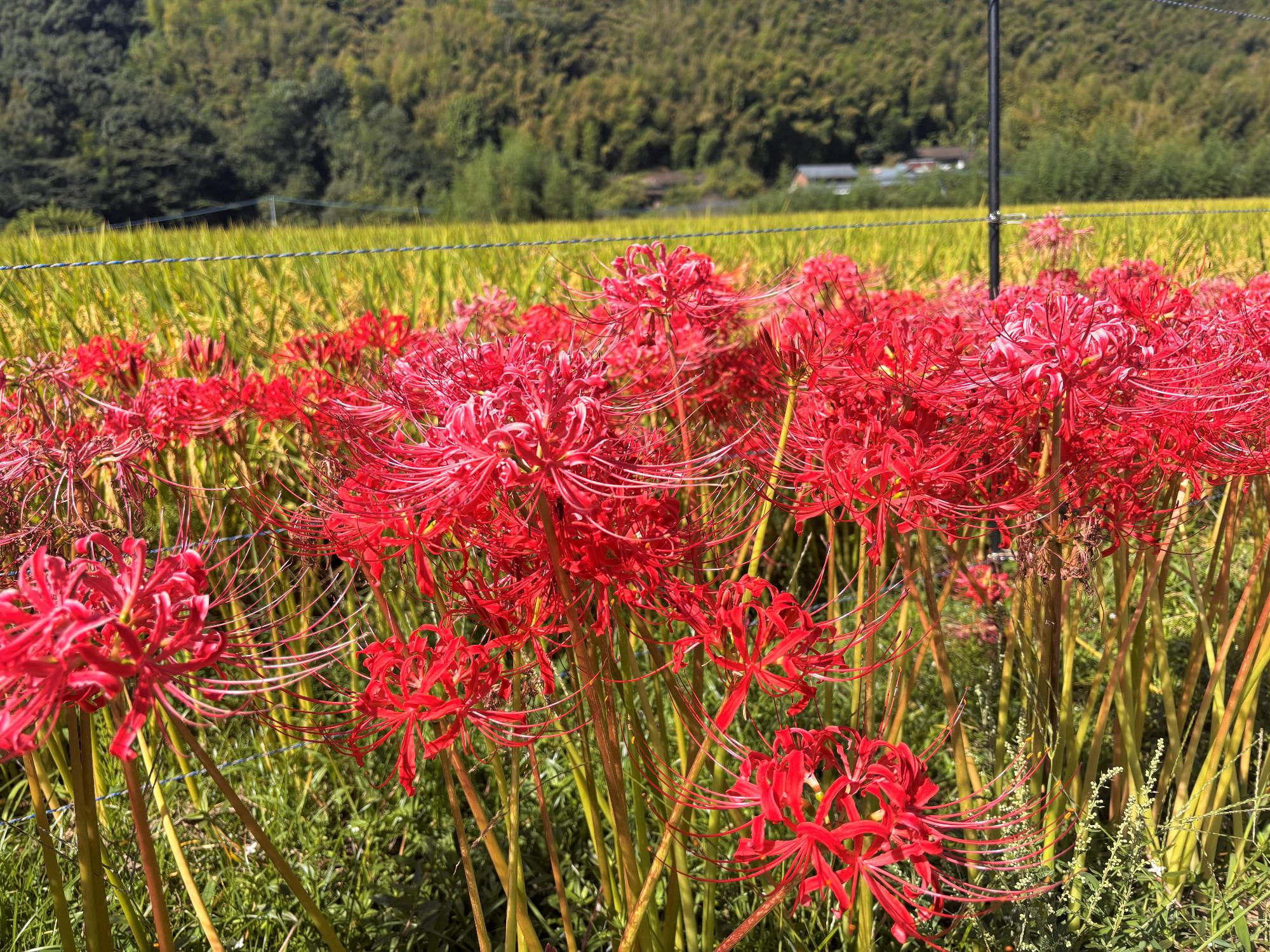 ひがん花20260925