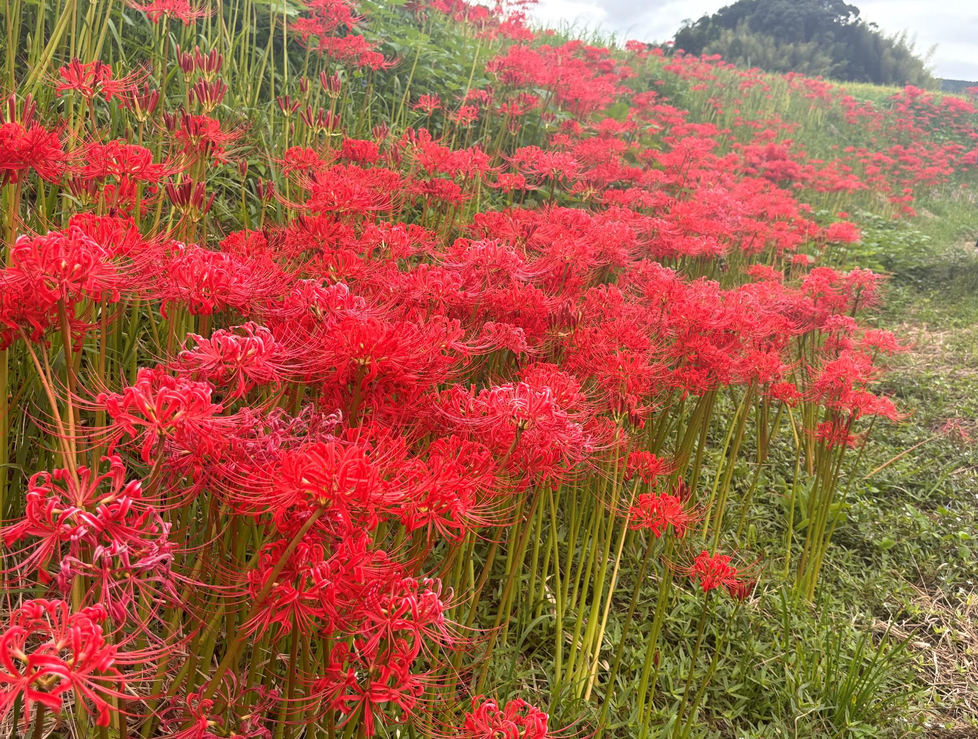 ひがん花全体20260918
