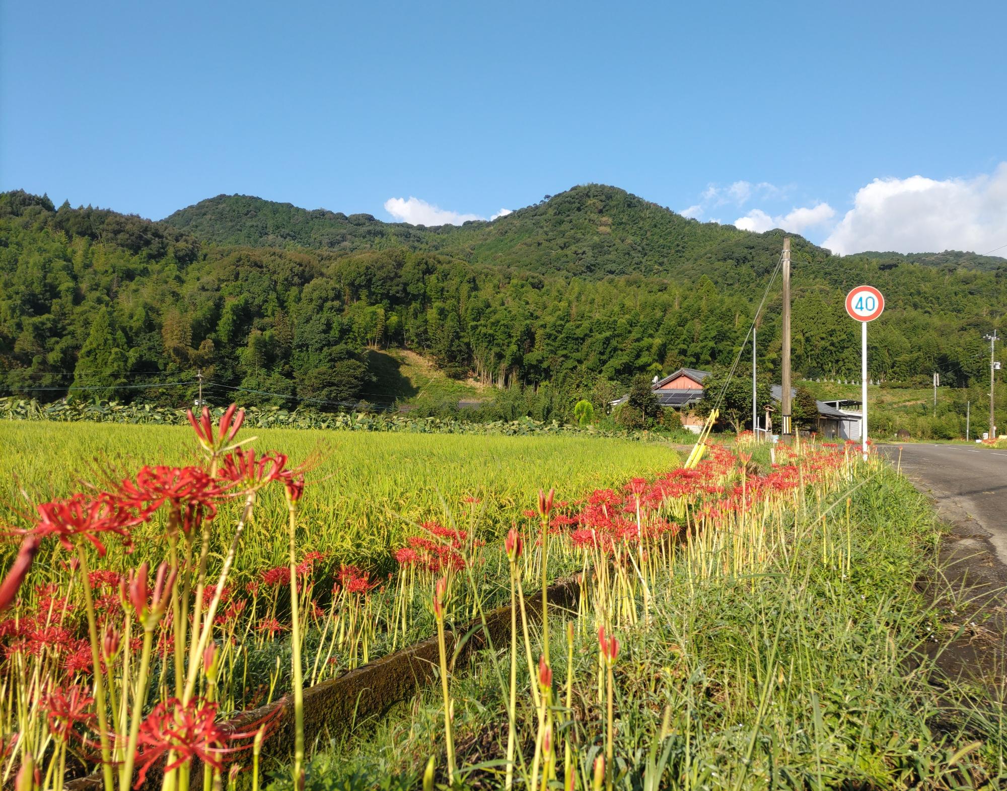 ひがん花小学校付近20250919