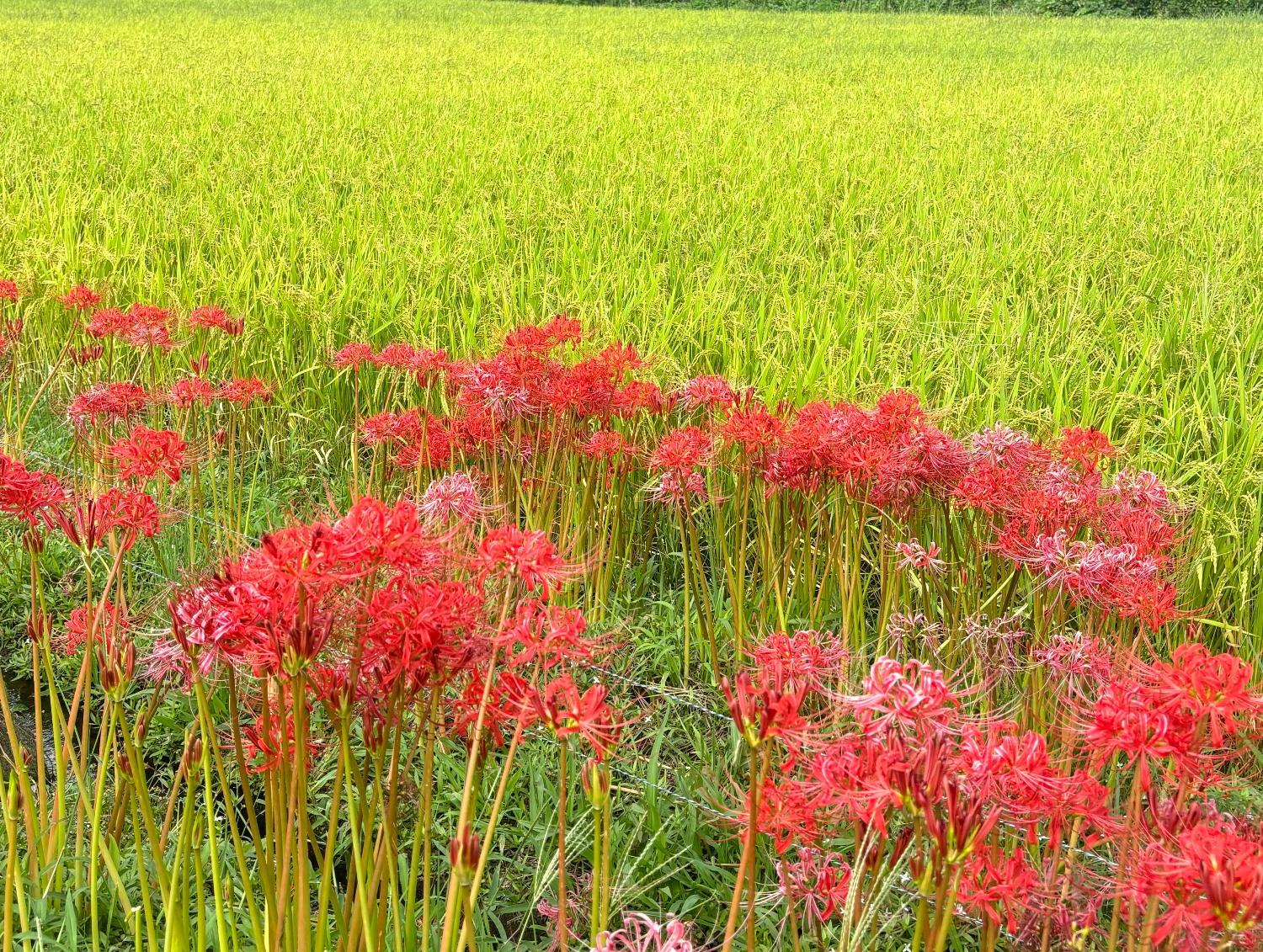 稲穂と彼岸花20240919