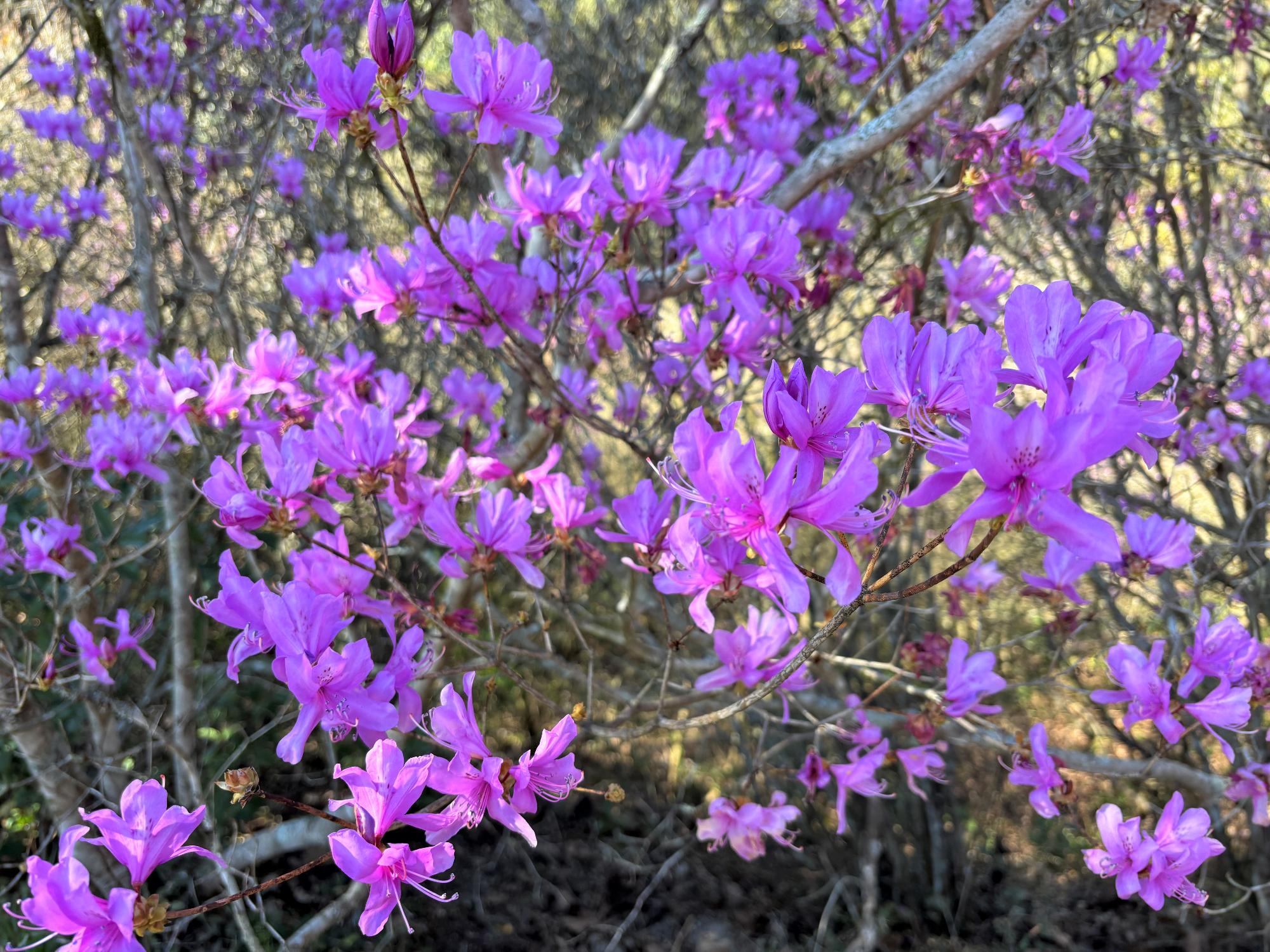 イワツツジ20260313