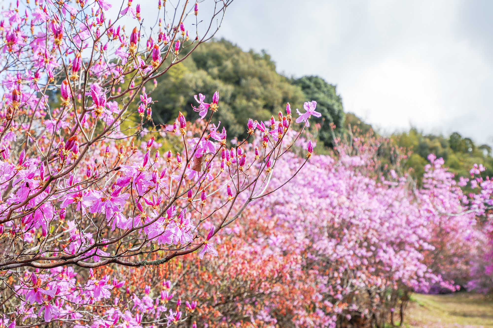 イワツツジ20260323