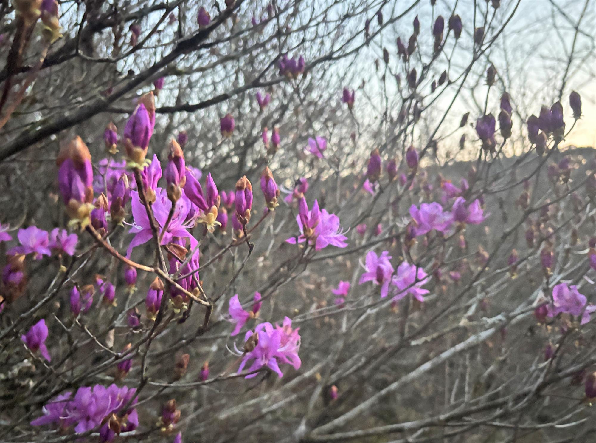 イワツツジ蕾20260304