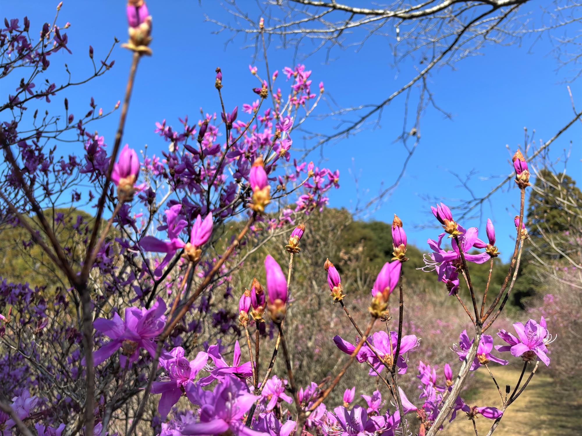 イワツツジ蕾20260313