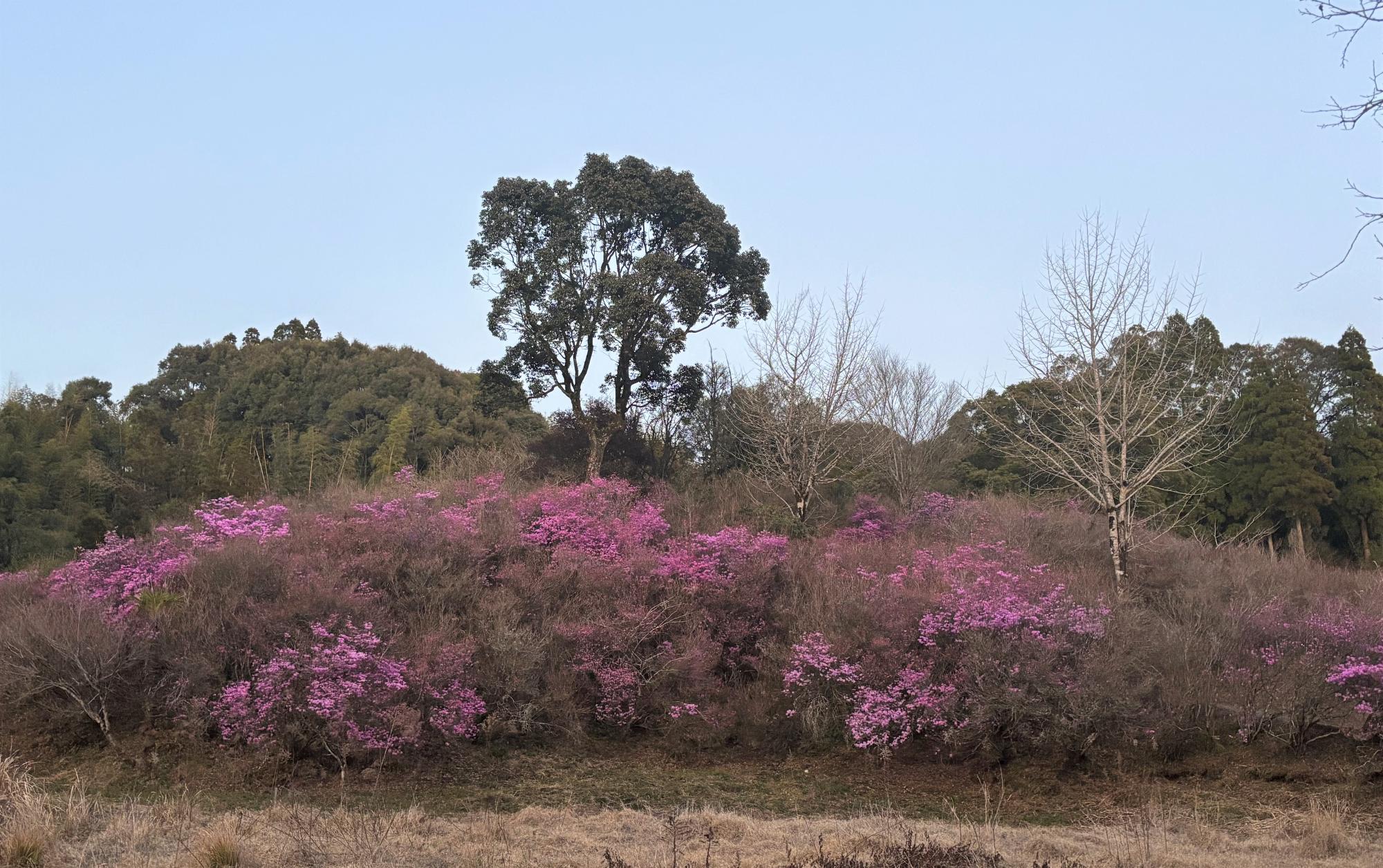イワツツジ全体20260304