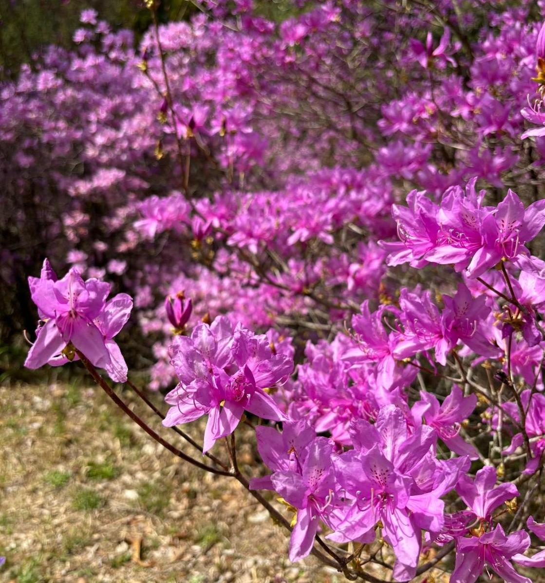 鶴田のイワツツジ山／さつま町公式ホームページ