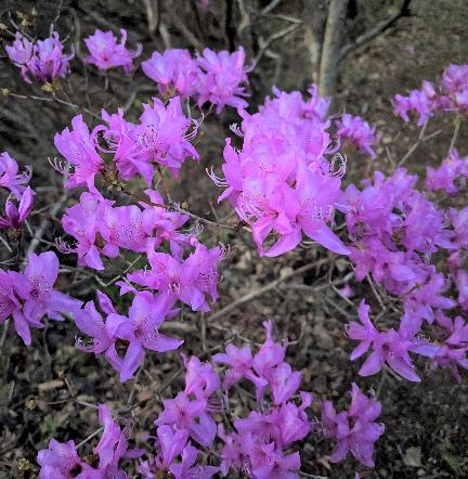 イワツツジ20260304