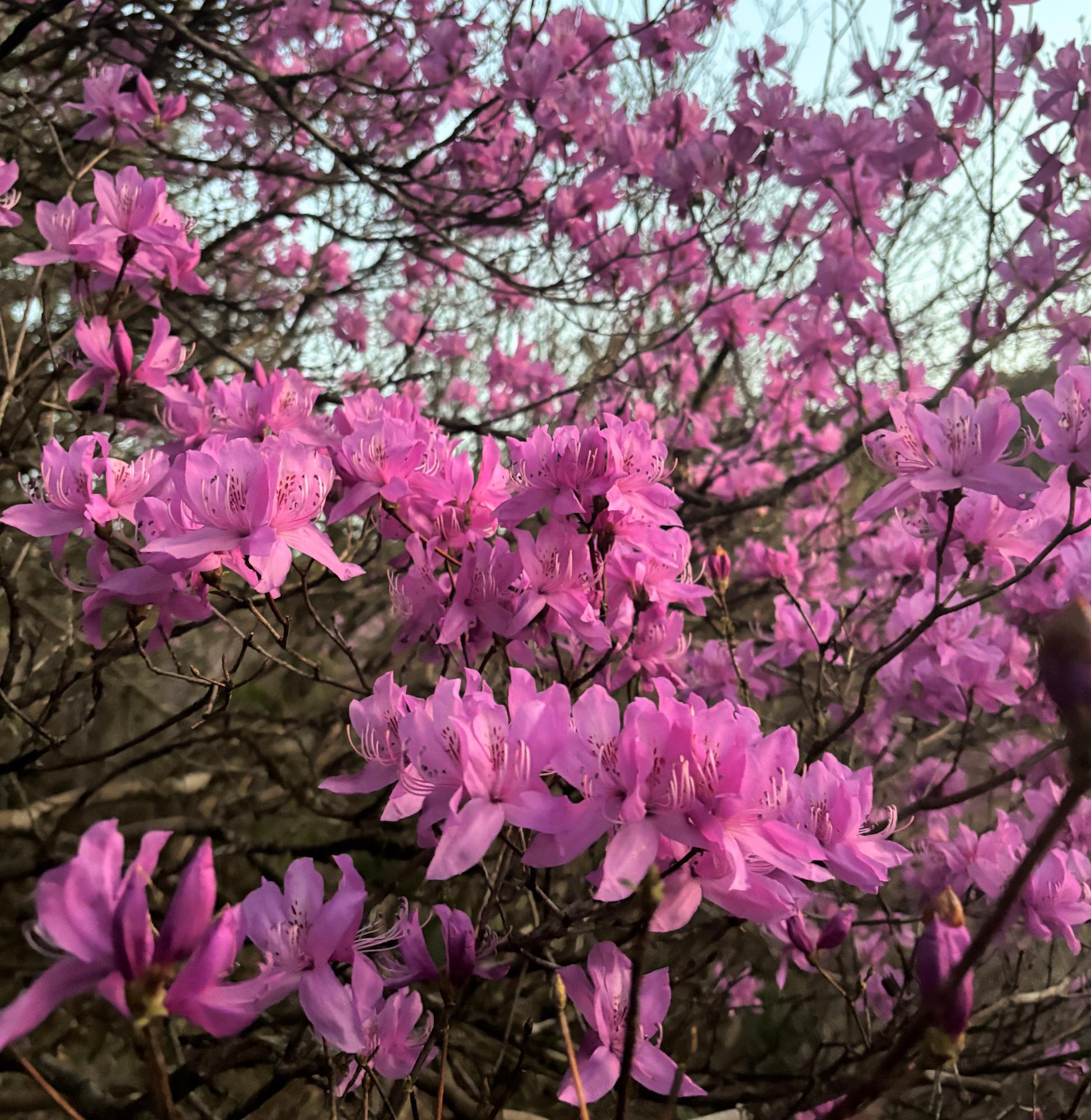 イワツツジ20260304