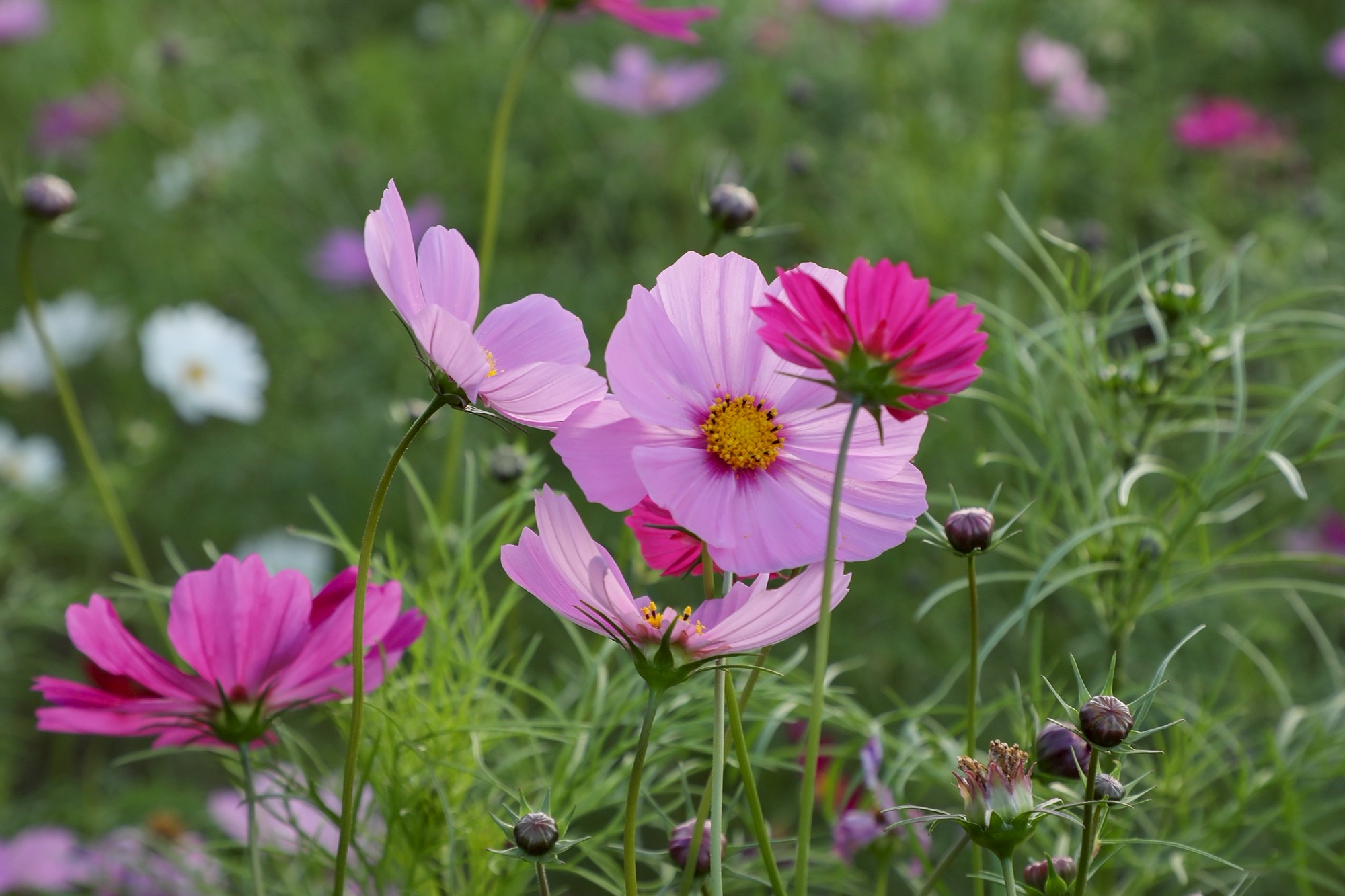 コスモス様 コスモス 美色混合｜種（タネ）,球根,苗,資材,ガーデニンググッズの