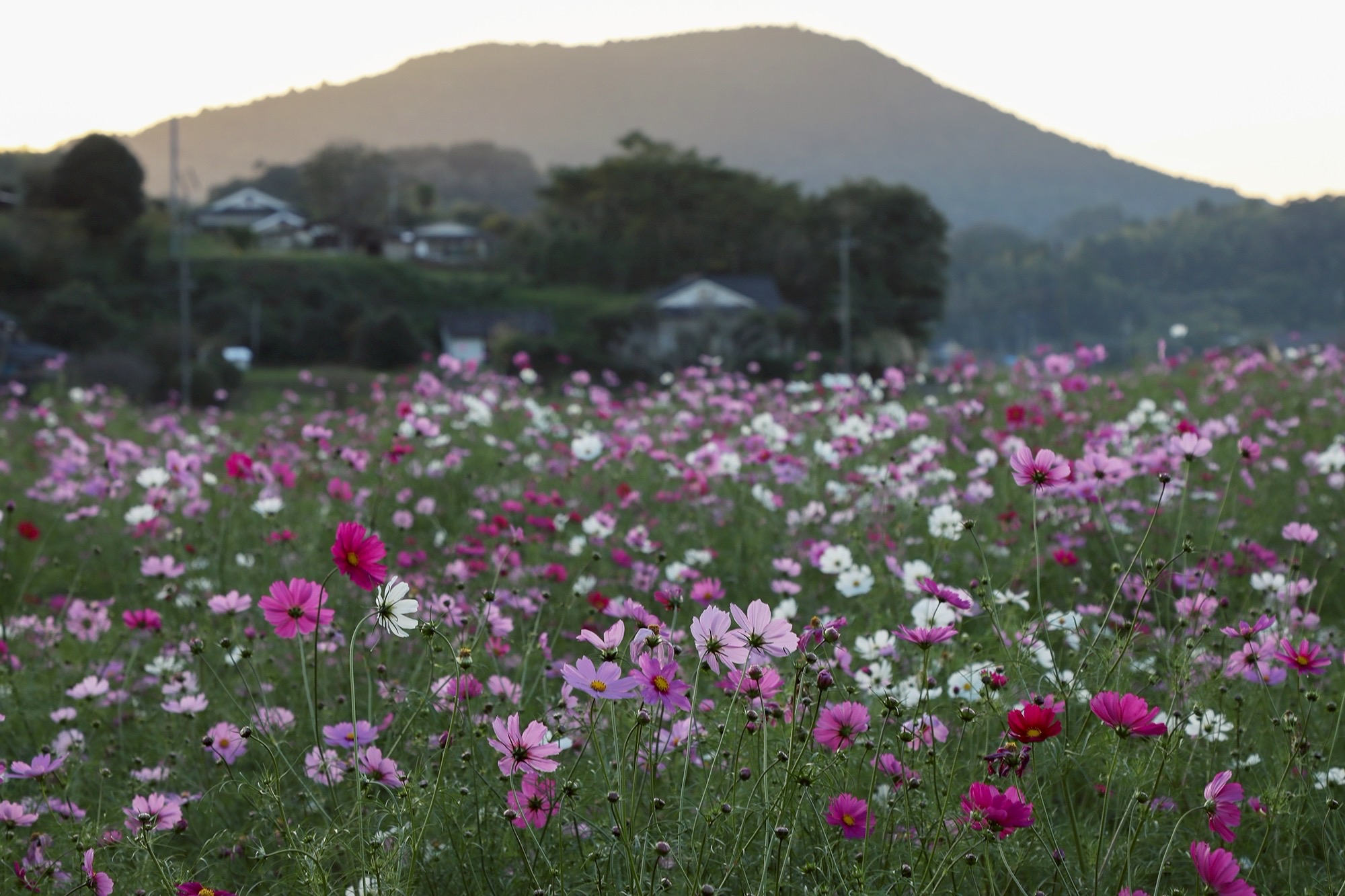 コスモス20251106