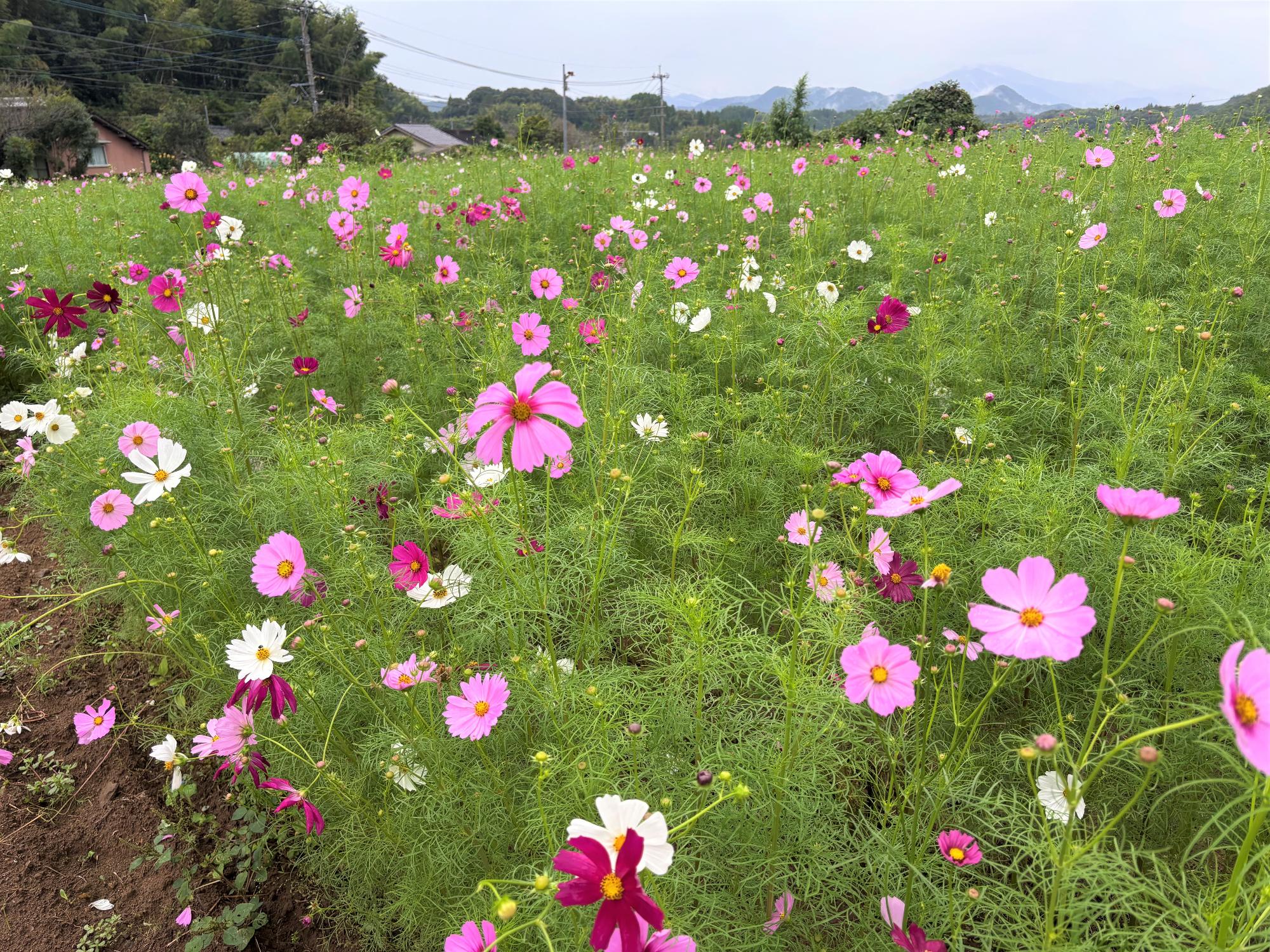 コスモス畑20251022