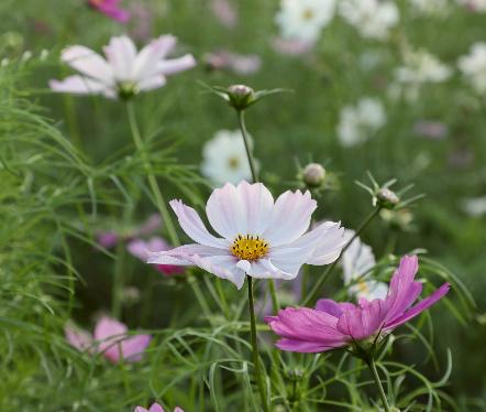 コスモス一輪20251106