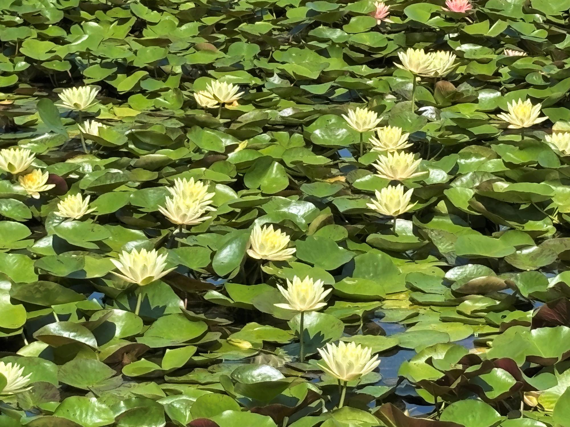 まばらに咲くスイレン20250814