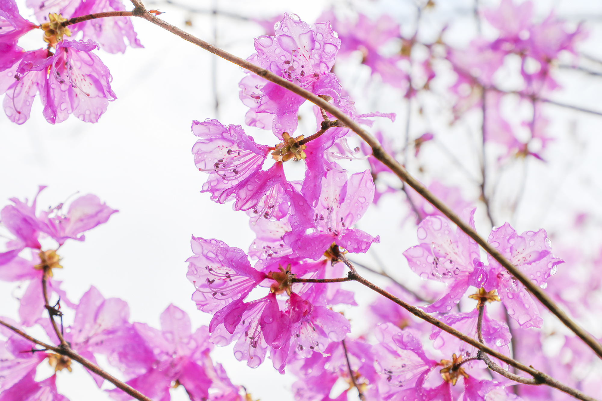 満開のイワツツジ20260323