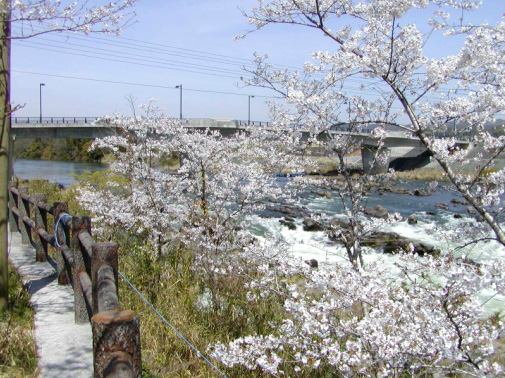 堤防から桜越しに見た川内川の春の写真