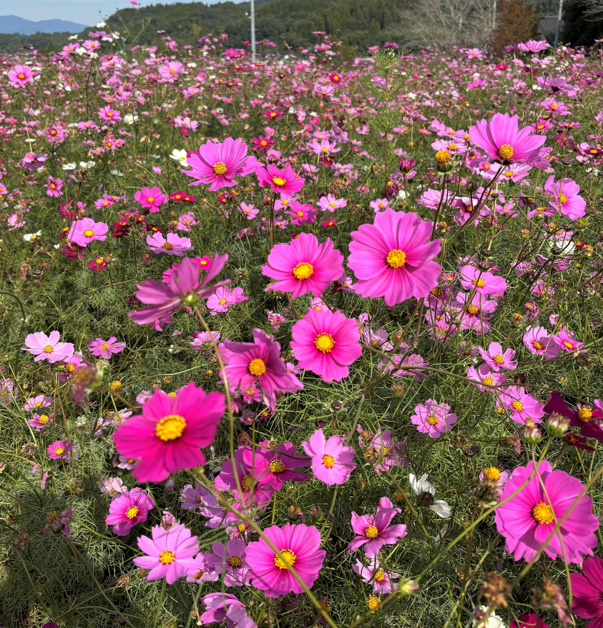 すんご第2コスモス2025