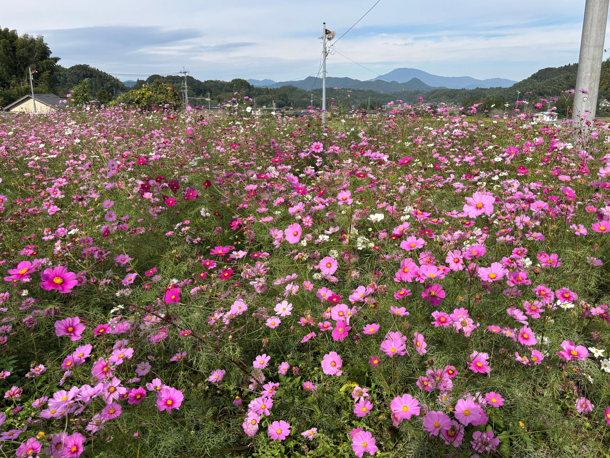 すんご第2コスモス20251119