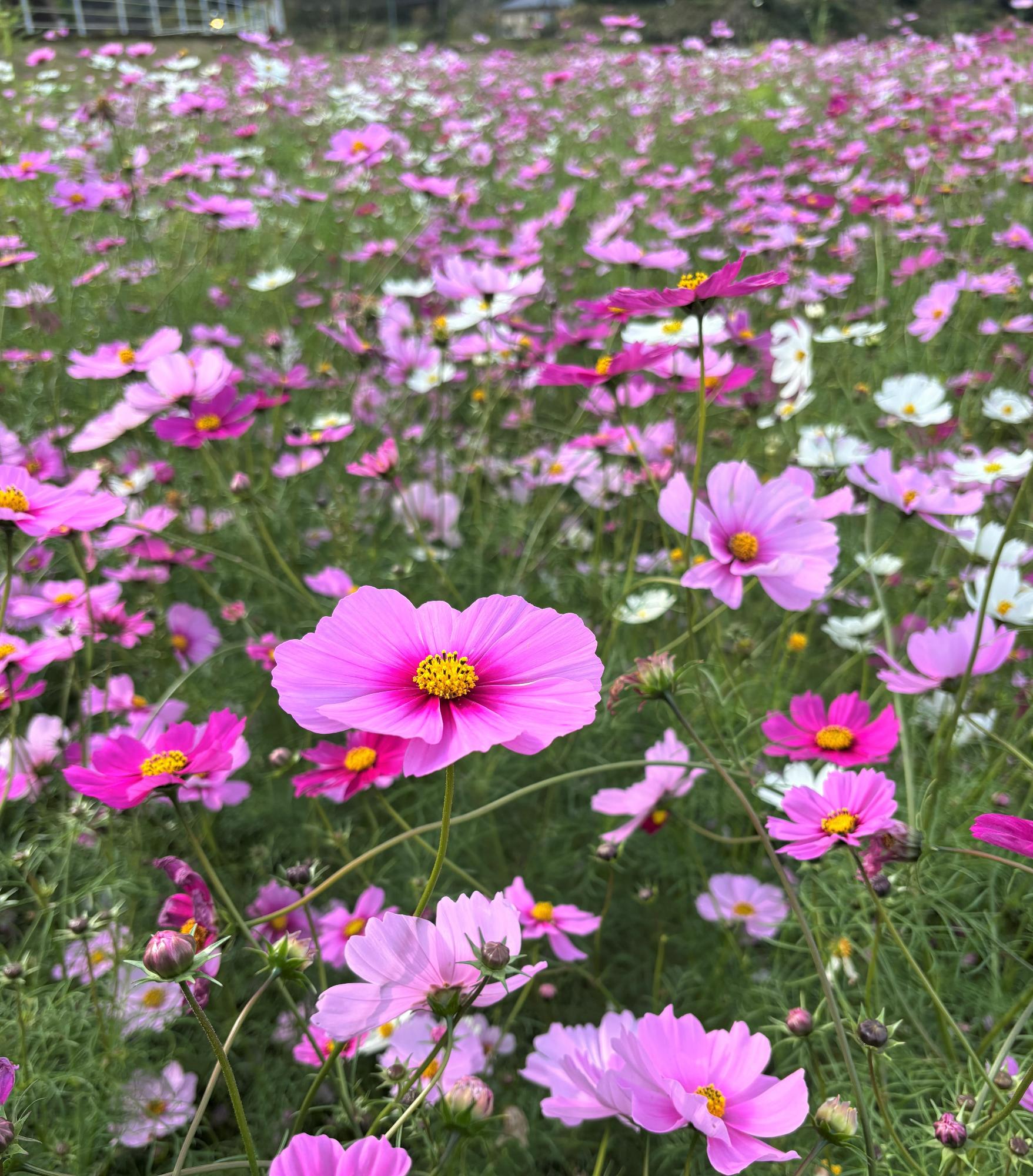 すんごコスモス20251119