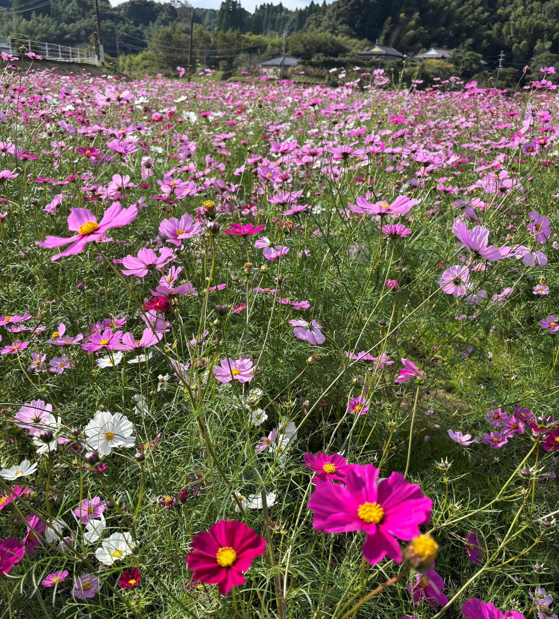 すんごコスモス全体20251119